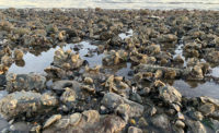 Oyster habitat