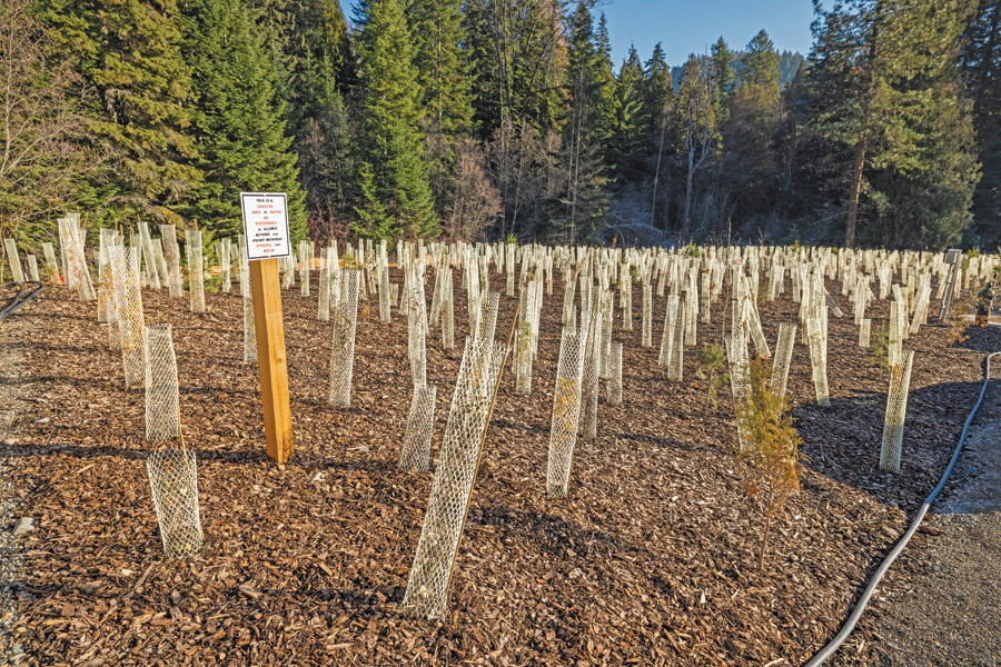 habitat restoration