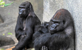 Western lowland gorillas